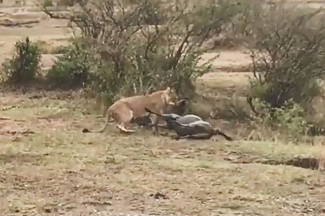 Mai phục tài tình, sư tử dễ dàng hạ sát linh dương đầu bò