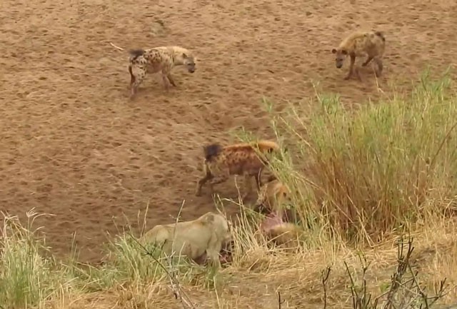 VIDEO: Sư tử bị đàn linh cẩu cắn xé tơi tả