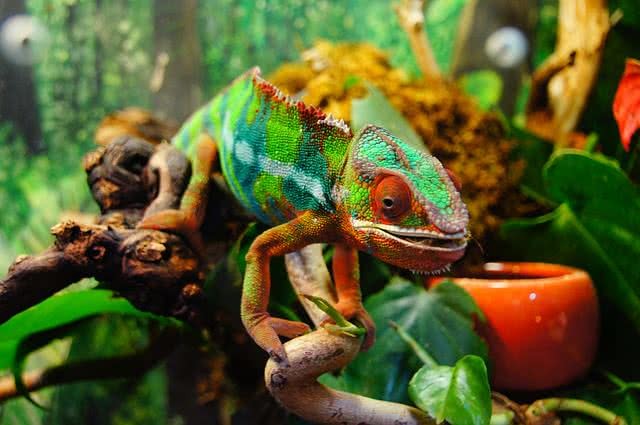 5 loài động vật có khả năng thay đổi màu sắc thần kỳ