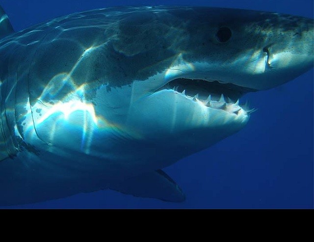 Bí ẩn loài cá mập khổng lồ thời tiền sử