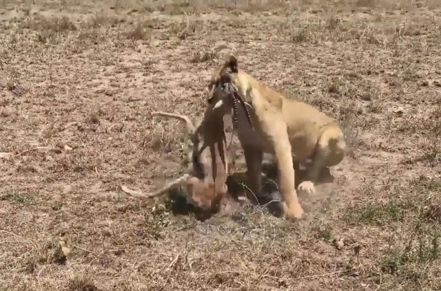VIDEO: Sư tử trổ tài săn linh dương Gazelle