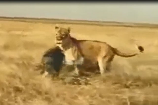 VIDEO: Lợn rừng phản đòn khiến sư tử bỏ chạy