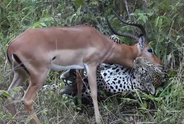 VIDEO: Báo hoa mai kết liễu linh dương Impala trong ‘chớp mắt’