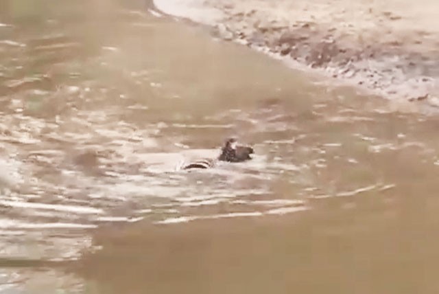 VIDEO: Mất cảnh giác, ngựa vằn bị cá sấu tóm gọn