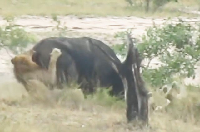 VIDEO: Trâu rừng tả xung hữu đột giữa vòng vây 2 của con sư tử