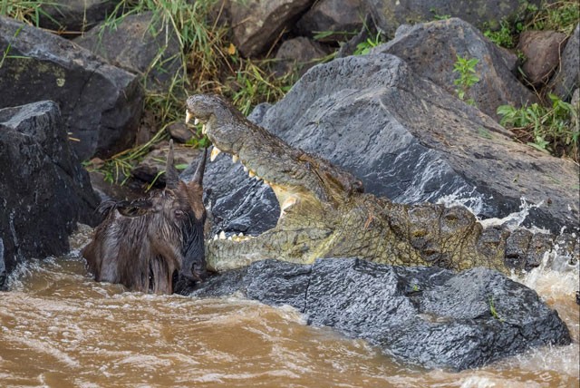 VIDEO: Không tốn sức, cá sấu vẫn dễ dàng bắt được linh dương