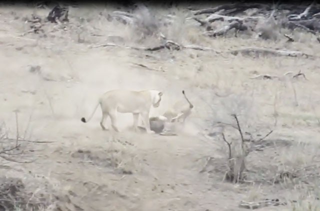 VIDEO: Sư tử đực vô tình cứu lợn rừng thoát khỏi ‘tử thần’