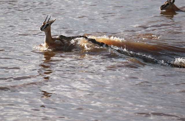Vượt sông, linh dương chết thảm dưới hàm cá sấu