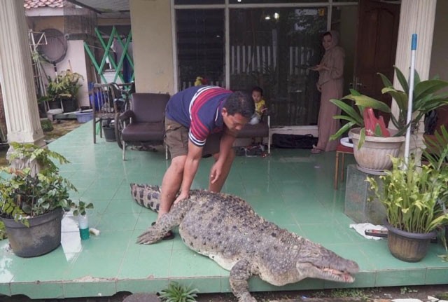 SỐC: Gia đình ở Indonesia nuôi cá sấu làm ‘thú cưng’