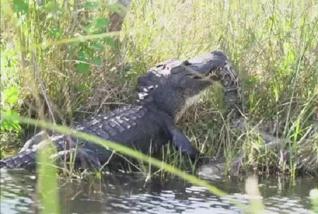 Cá sấu ‘xơi tái’ con trăn khổng lồ dài đến 5 mét