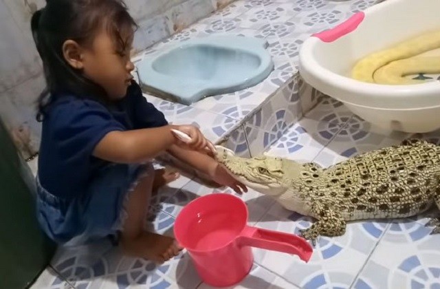 Lạ kỳ cảnh cô bé thản nhiên đánh răng cho cá sấu