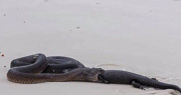 Hãi hùng cảnh rắn độc nuốt chửng kỳ đà trên bãi biển 