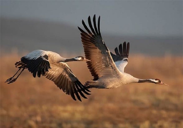 Top 10 loài chim bay cao nhất thế giới tự nhiên