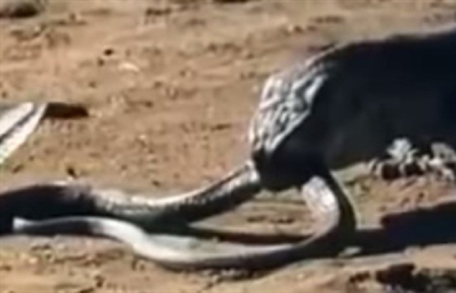 Rồng Komodo 'hạ đo ván' rắn hổ mang cực độc