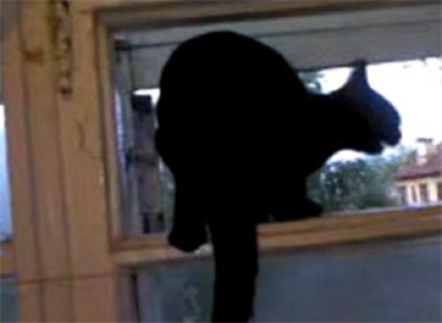 Kỳ lạ, chú mèo đen có thể sủa giống chó