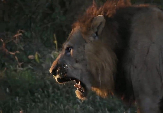 Sư tử 'chịu nhục' trước bầy linh cẩu hung hăng