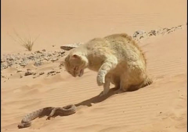 Cuộc chiến sinh tồn: Mèo cát đối đầu rắn sa mạc 