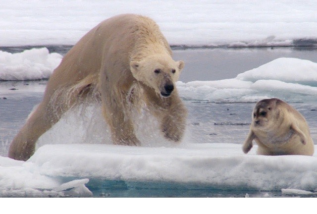 Màn săn phục kích và săn hải cẩu của gấu Bắc Cực