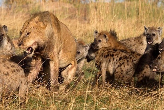 Sư tử đực bị bao vây bởi bầy linh cẩu và cái kết bất ngờ