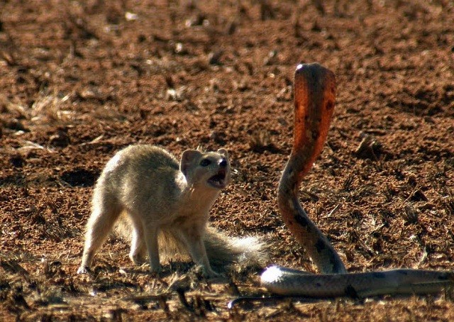 Màn đối đầu nghẹt thở giữa cầy Mongoose và rắn hổ mang