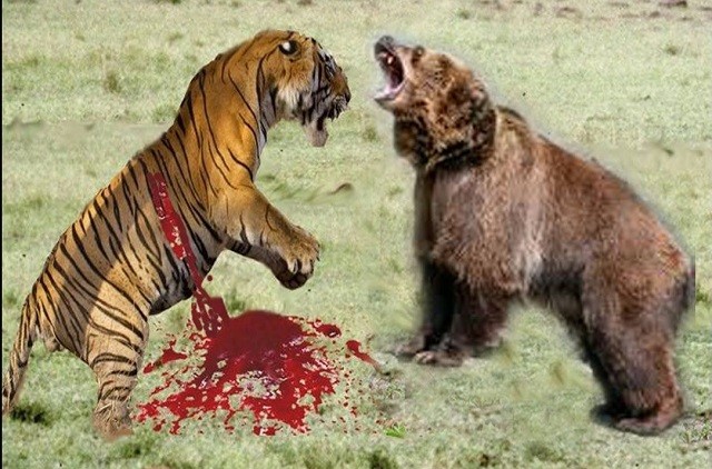Đại chiến giữa hổ và gấu nâu