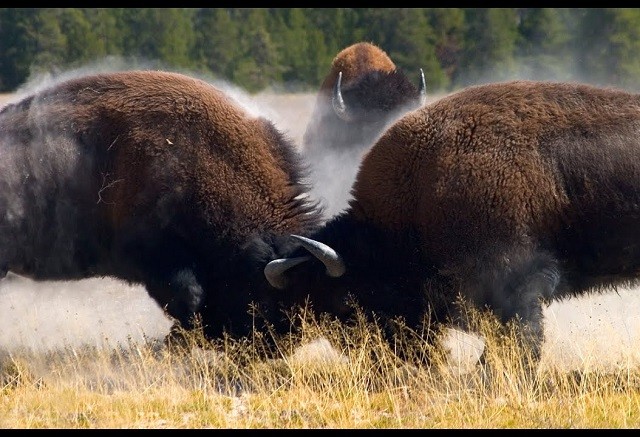 Trận chiến quyết liệt giành con cái của bò rừng Bison