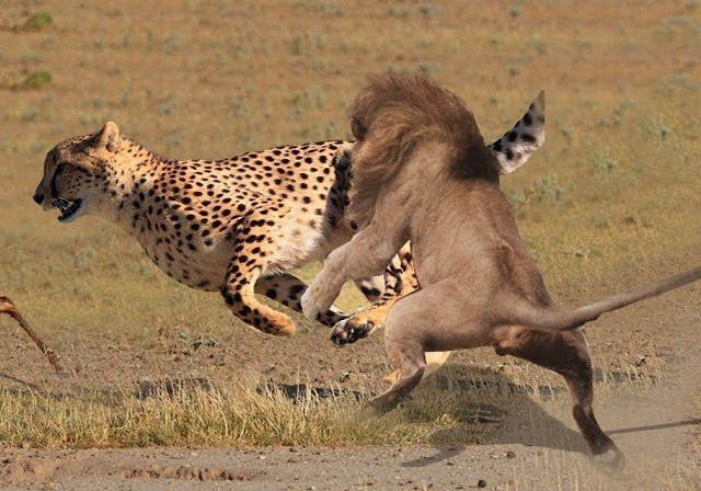 Sư tử đực tấn công và ăn thịt báo đốm