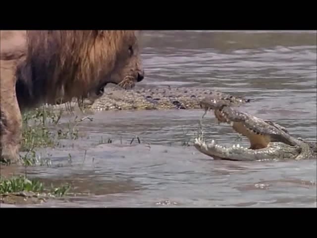 Vì miếng ăn, sư tử đực chạm trán cá sấu