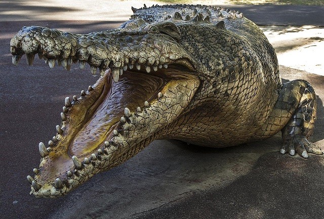Cá sấu cổ đại là loài… ăn chay?