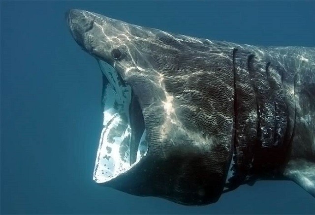 Những đặc điểm của loài cá mập khổng lồ có thân hình kỳ dị