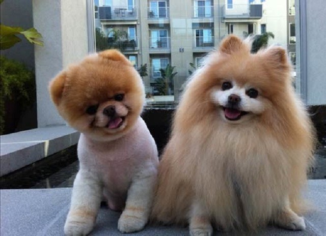 Hơn 1000 mẫu ảnh hình ảnh chó phốc sóc mini cute siêu dễ thương và đáng yêu