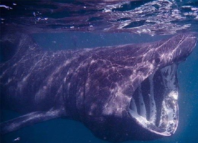 Những đặc điểm của loài cá mập khổng lồ có thân hình kỳ dị
