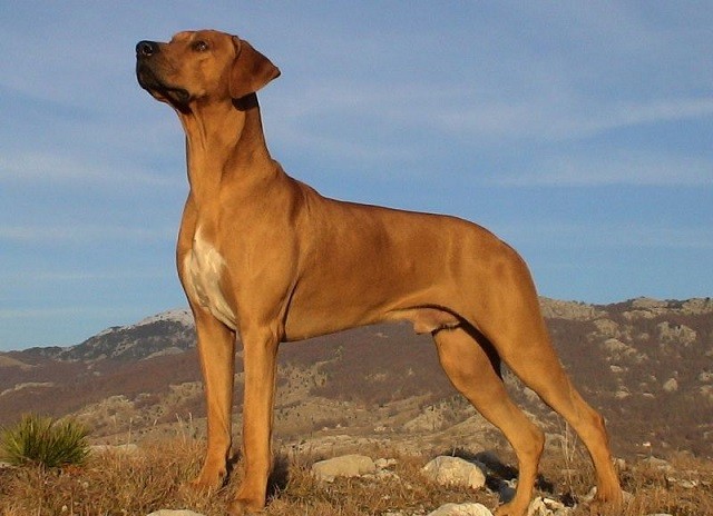 Chó săn sư tử châu Phi, nguồn gốc và đặc điểm 