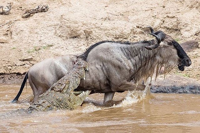 Đang uống nước, đàn linh dương đầu bò bị cá sấu ‘đột kích’ 