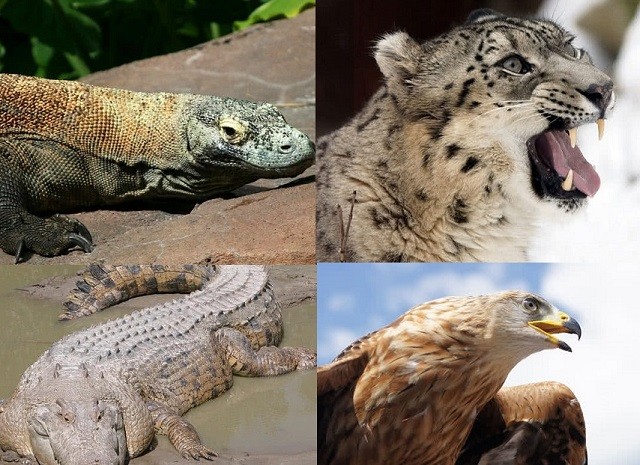 Top 9 loài động vật săn mồi đáng sợ nhất thế giới tự nhiên
