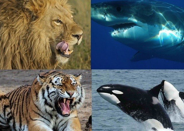 Top 9 loài động vật săn mồi đáng sợ nhất thế giới tự nhiên