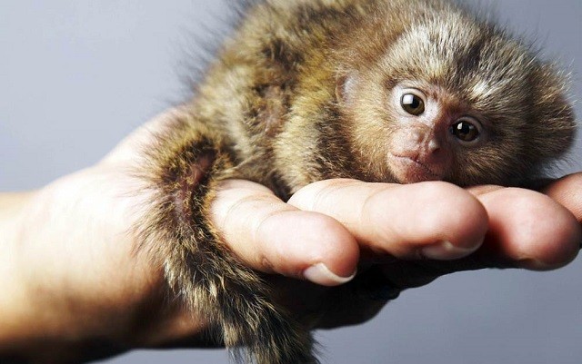 Mục sở thị loài khỉ nhỏ nhất thế giới