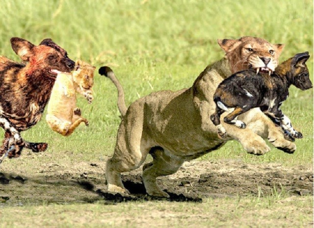 Sư tử mẹ chiến đấu với chó rừng để bảo vệ con