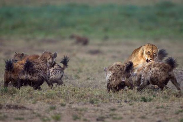 Bầy linh cẩu bao vây sư tử.