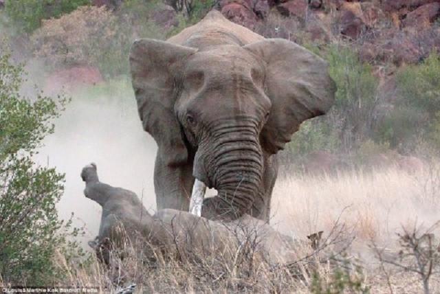Cận cảnh màn đối đầu giữa voi và tê giác