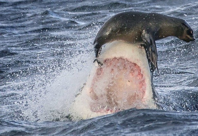 Bầy hải cẩu đối mặt với cá mập trắng đột kích