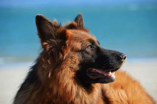 Top 10 giống chó dễ huấn luyện nhất thế giới 