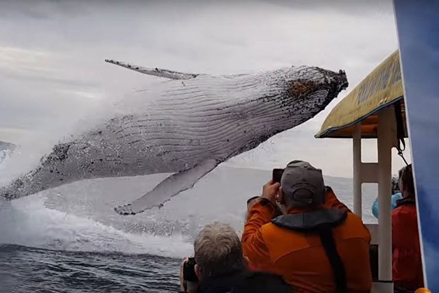 Cá voi lưng gù khổng lồ nhảy lên khỏi mặt nước.