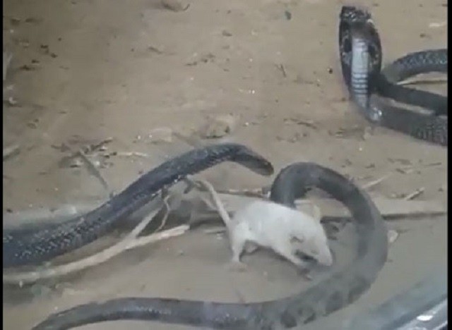 Cảnh tượng ngược đời, rắn hổ mang bị chuột bạch nhai đầu 