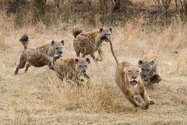 60 con linh cẩu bao vây, cướp miếng ăn của sư tử
