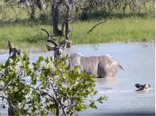 Linh dương kudu một mình chống lại bầy chó hoang 