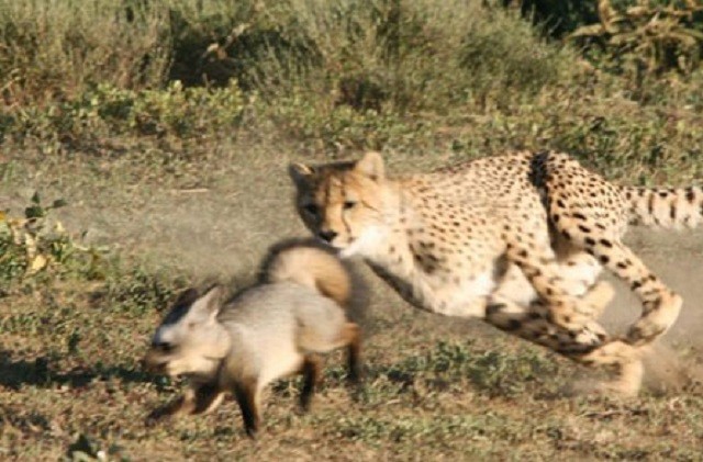 Một mình cáo chống lại hai con báo cheetah 