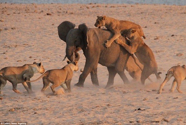 Đàn voi kịp thời giải cứu, voi con thoát chết trong gang tấc