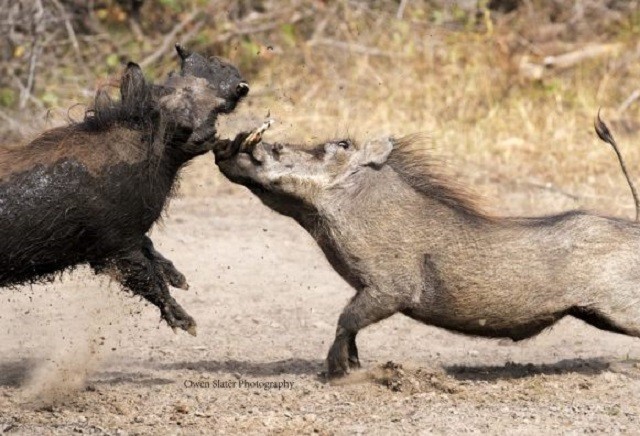 Trận đánh quyết liệt giữa hai con lợn lòi đực