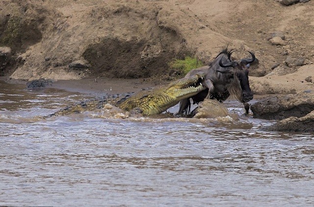 Bị cá sấu lôi xuống sông, linh dương đầu bò vẫn thoát chết